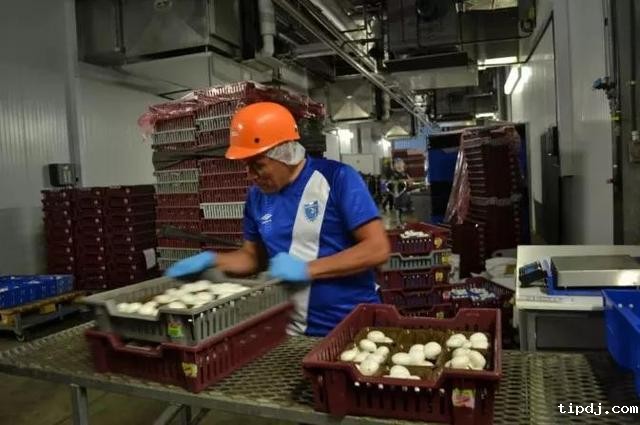 加拿大发布最新移民计划--农业食品移民试点，一年快速拿枫叶卡