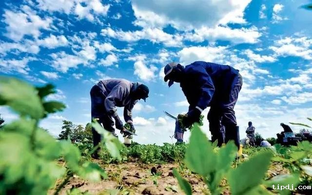 加拿大发布最新移民计划--农业食品移民试点，一年快速拿枫叶卡